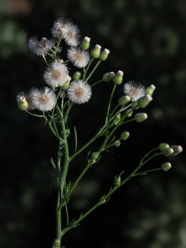 Erigeron bonariensis.13