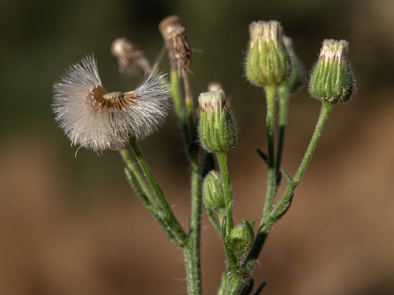 Erigeron bonariensis.14