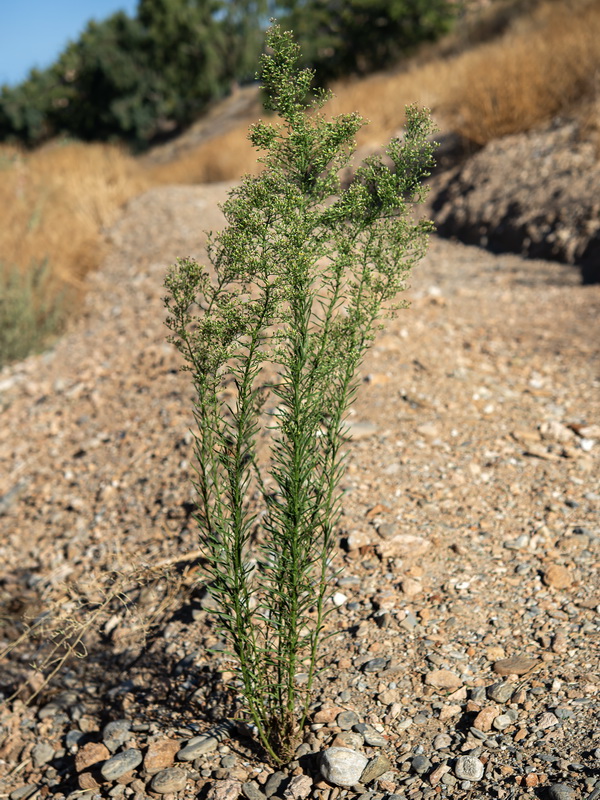 Erigeron canadensis.02