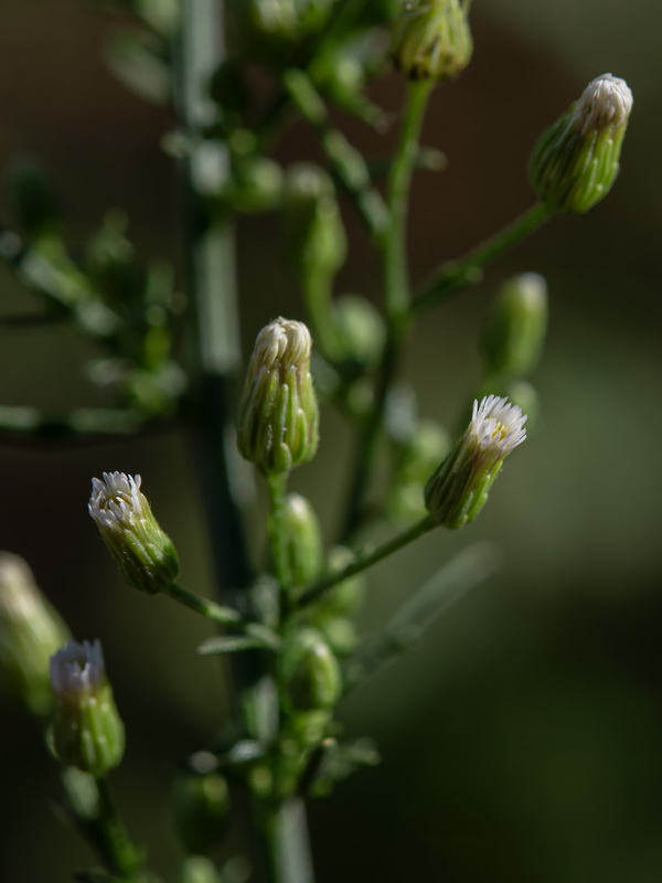 Erigeron canadensis.32