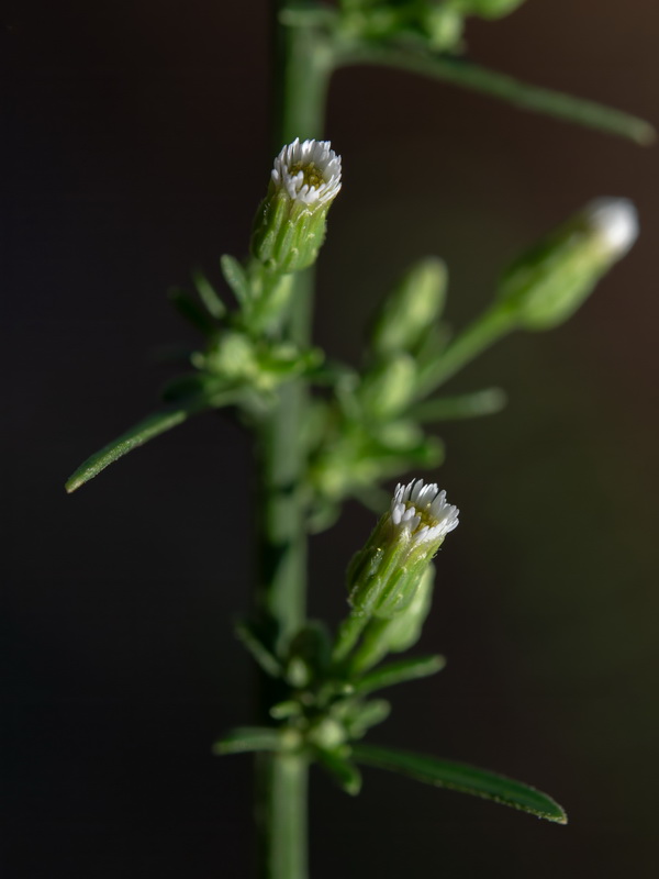 Erigeron canadensis.33