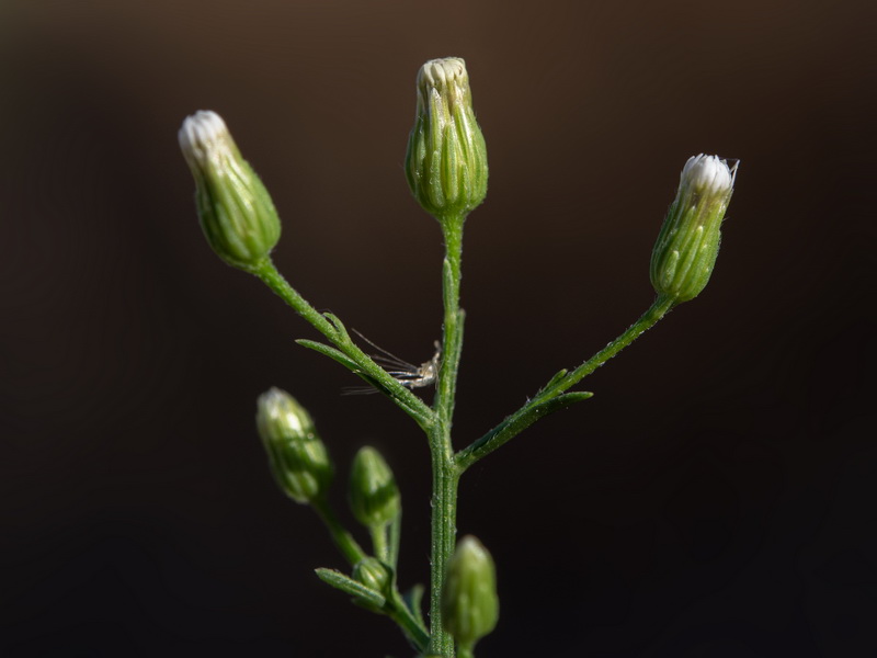 Erigeron canadensis.34