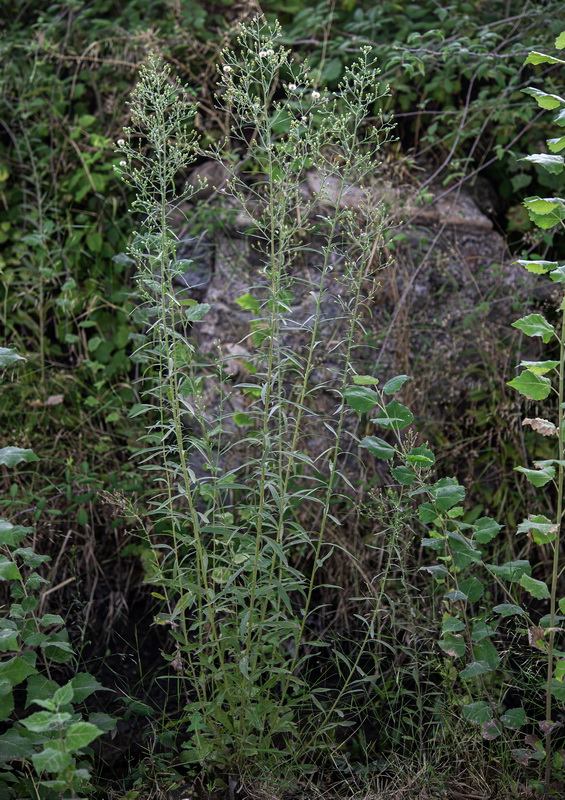 Erigeron sumatrensis.21