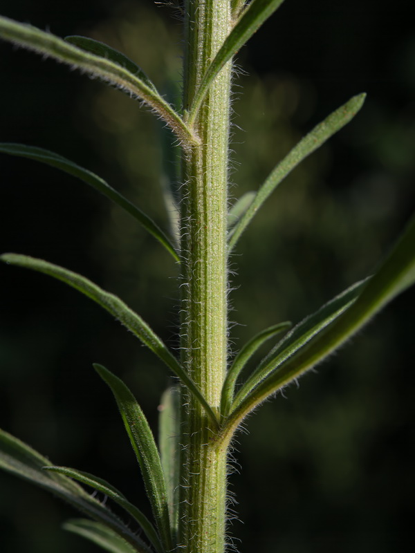 Erigeron sumatrensis.31