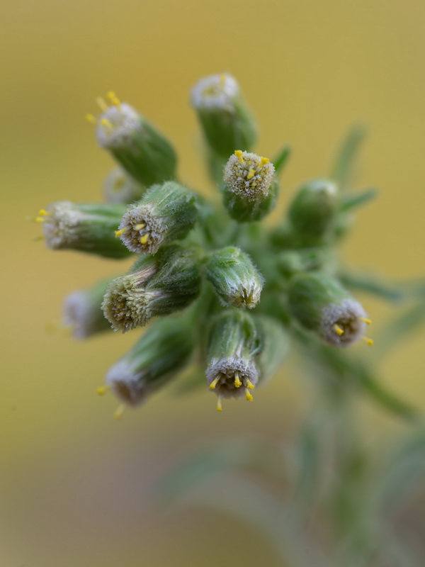 Erigeron sumatrensis.04