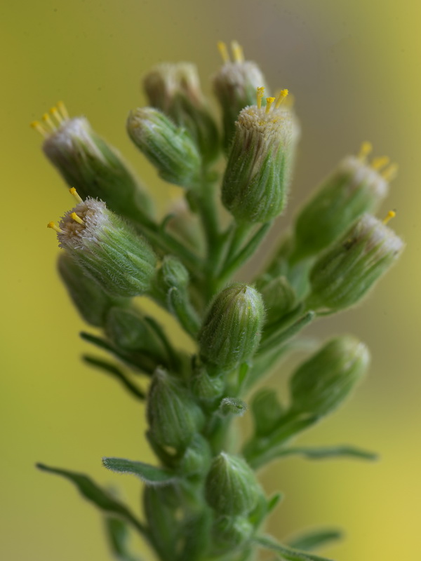 Erigeron sumatrensis.06