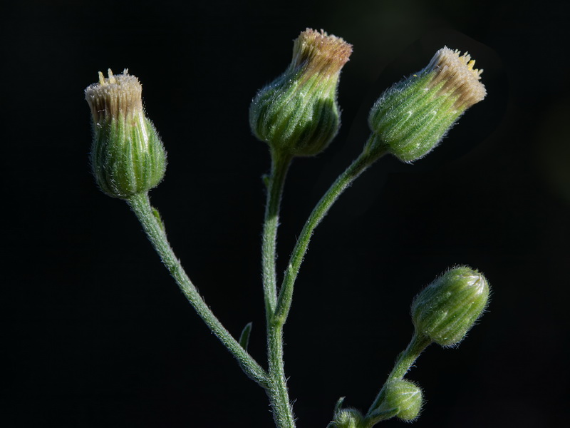 Erigeron sumatrensis.39