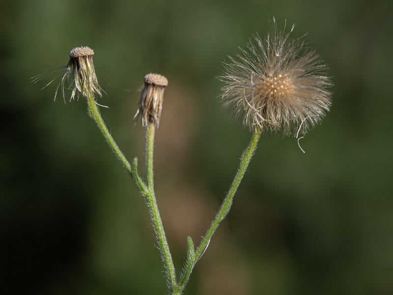 Erigeron sumatrensis.41