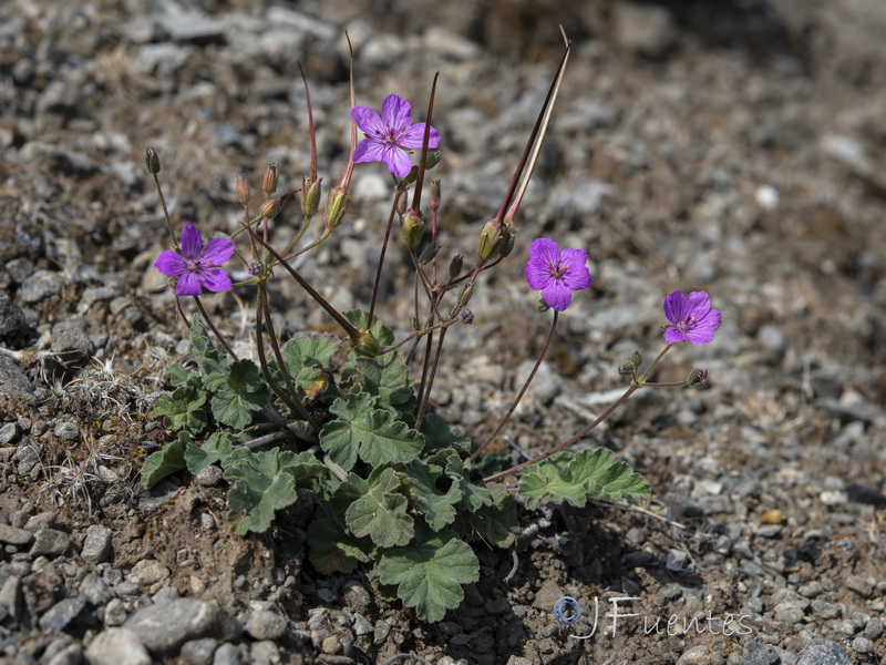 Erodium boissieri.28