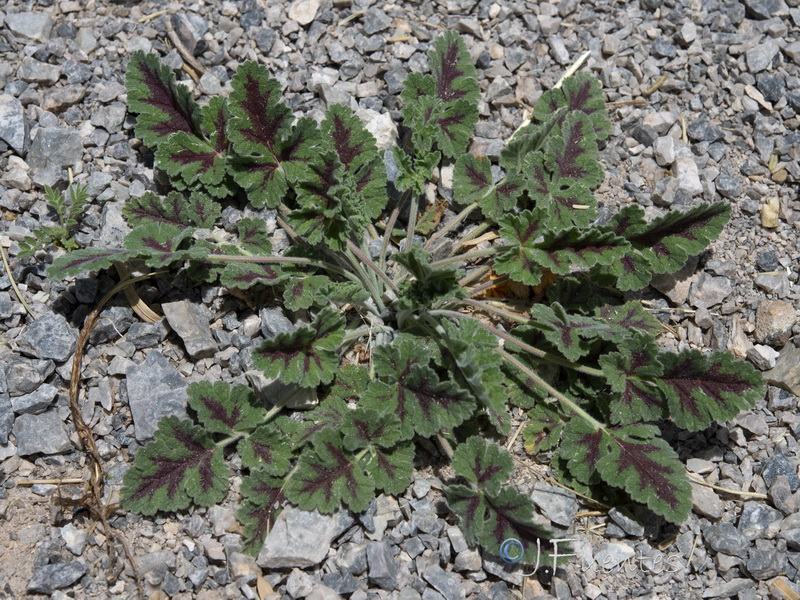 Erodium boissieri.30