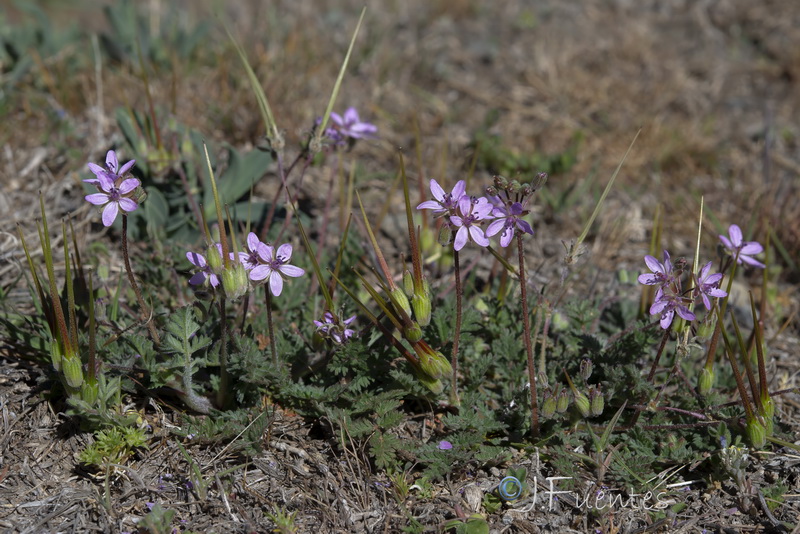 Erodium cicutarium.26