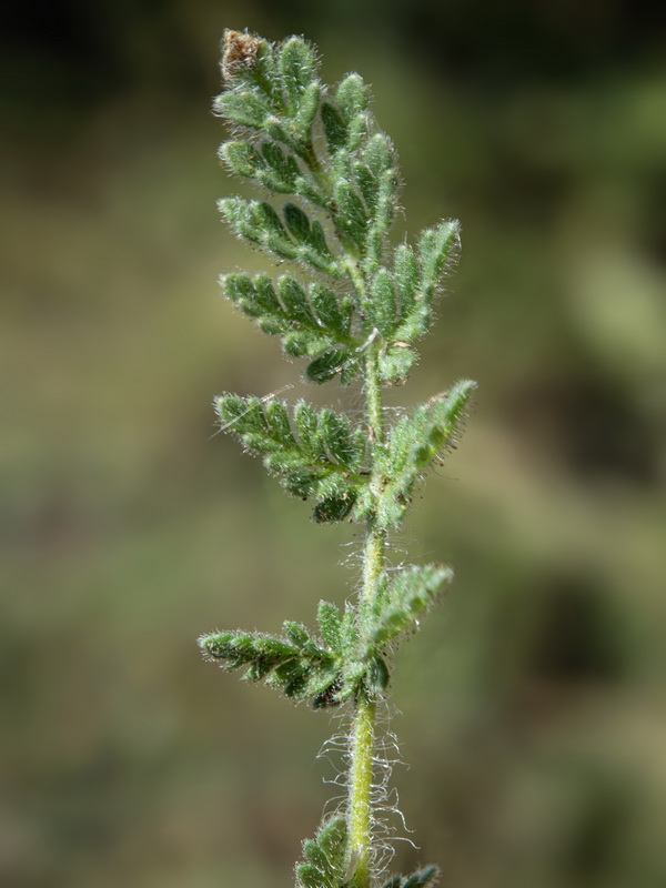 Erodium daucoides.33