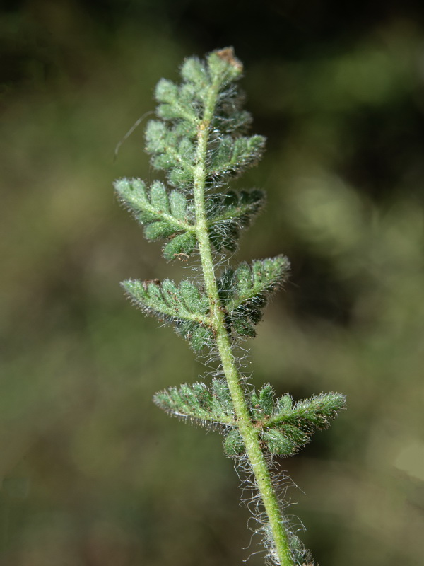 Erodium daucoides.34