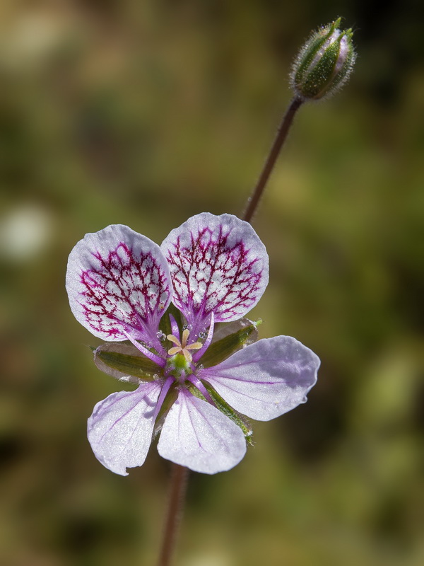 Erodium daucoides.06