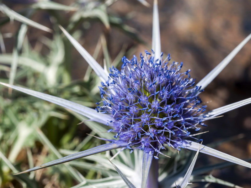 Eryngium glaciale.08