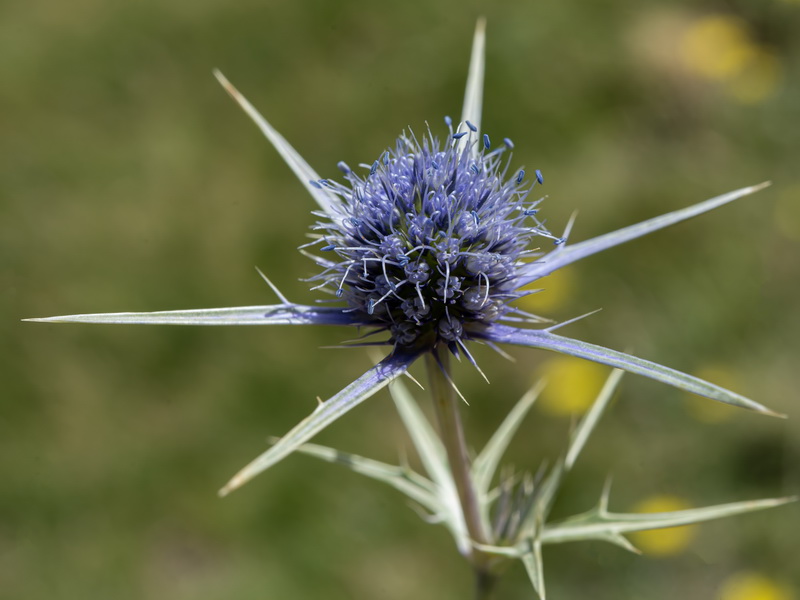 Eryngium glaciale.26