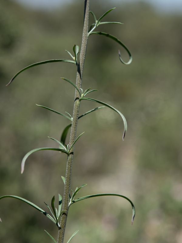 Erysimum medio hispanicum mediohispanicum hispanicum.21