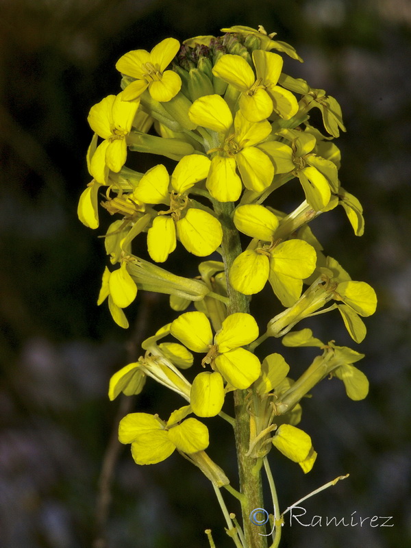 Erysimum medio hispanicum rondae.04