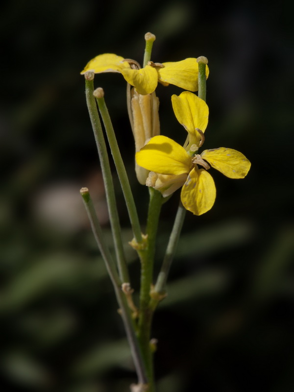 Erysimum nevadense.08