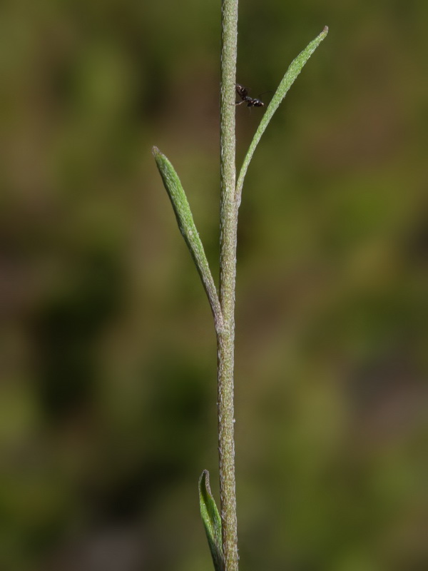 Erysimum nevadense.14