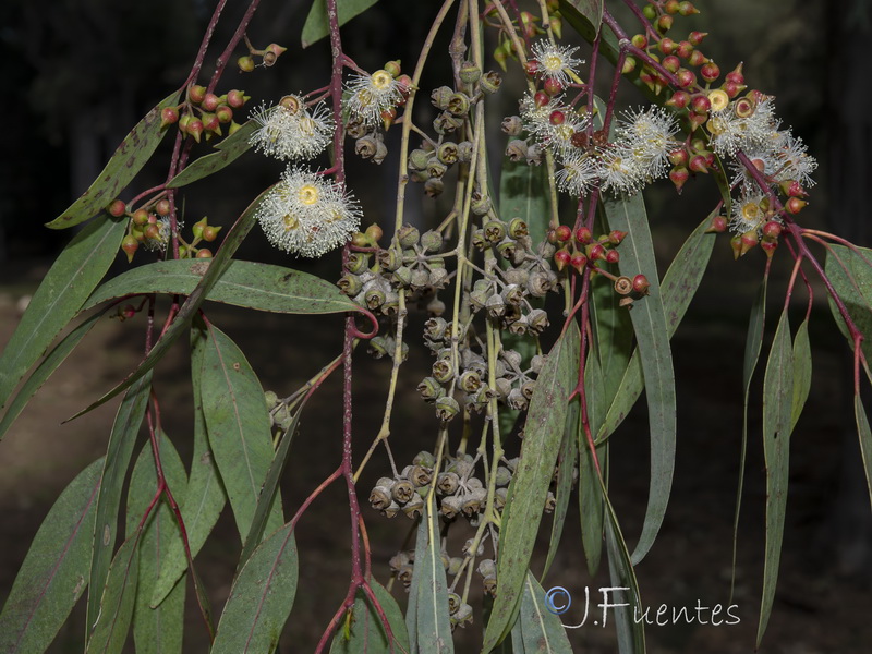 Eucalyptus camaldulensis.26