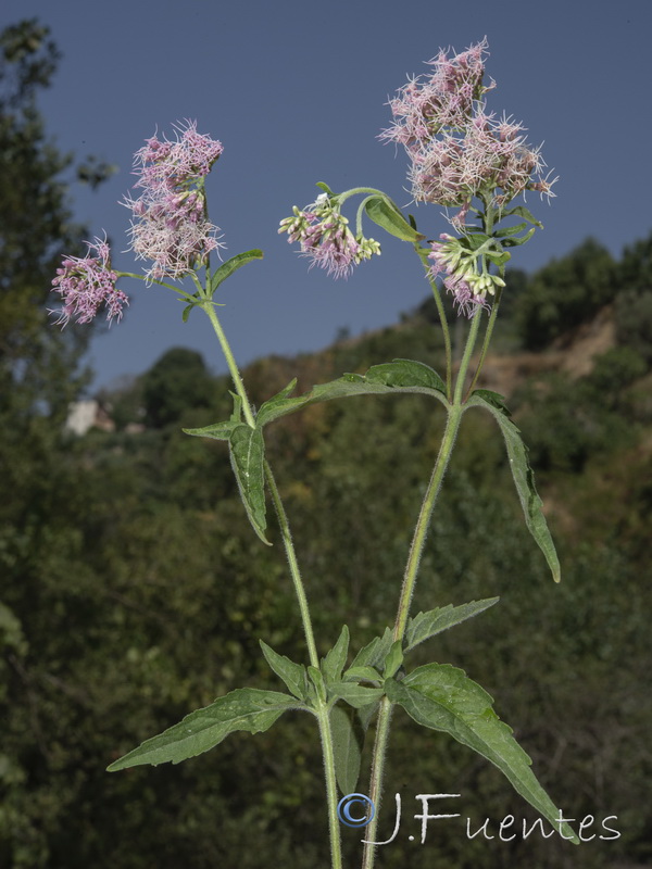 Eupatorium cannabinum cannabinum.13