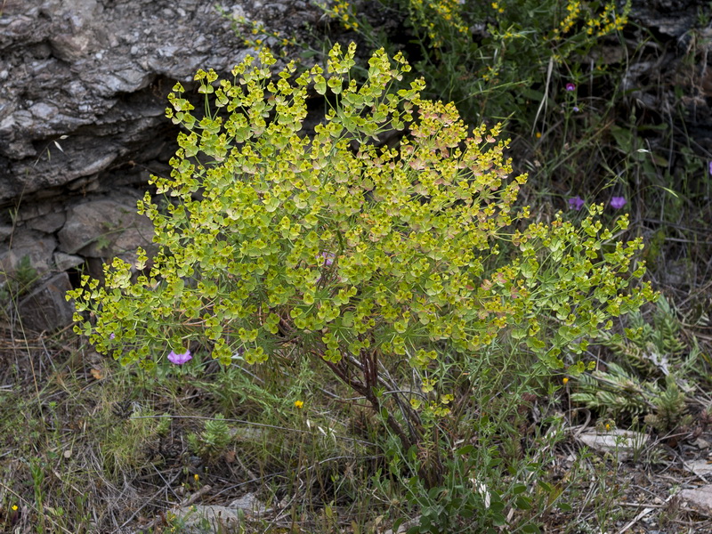 Euphorbia briquetii.01