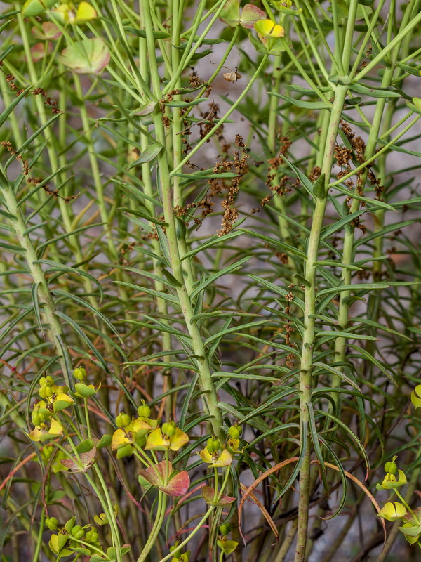 Euphorbia briquetii.02