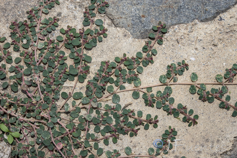 Euphorbia chamaesyce.11