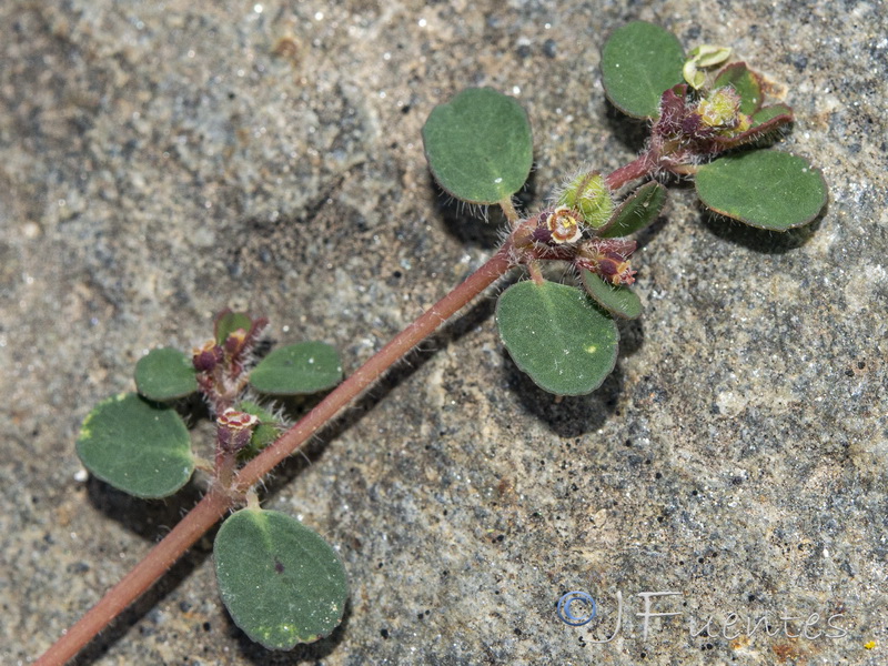 Euphorbia chamaesyce.16