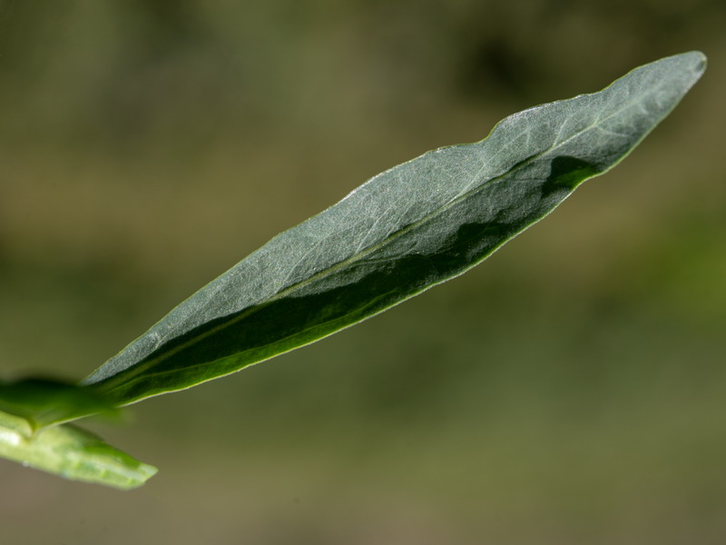 Euphorbia esula esula.16