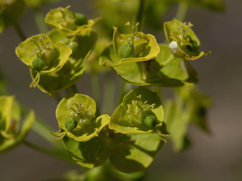 Euphorbia esula esula.12