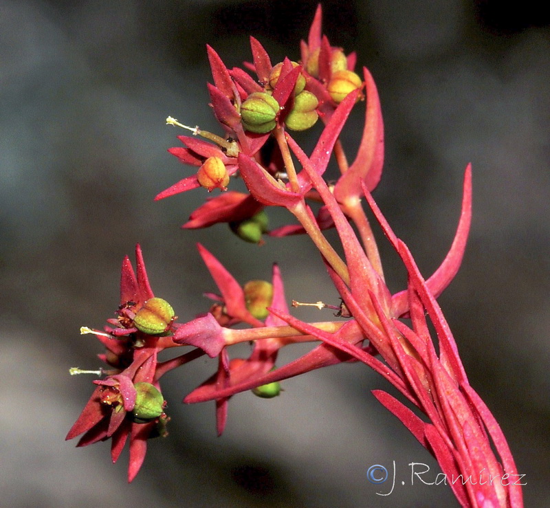 Euphorbia exigua exigua.17