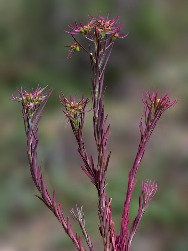 Euphorbia exigua exigua.20