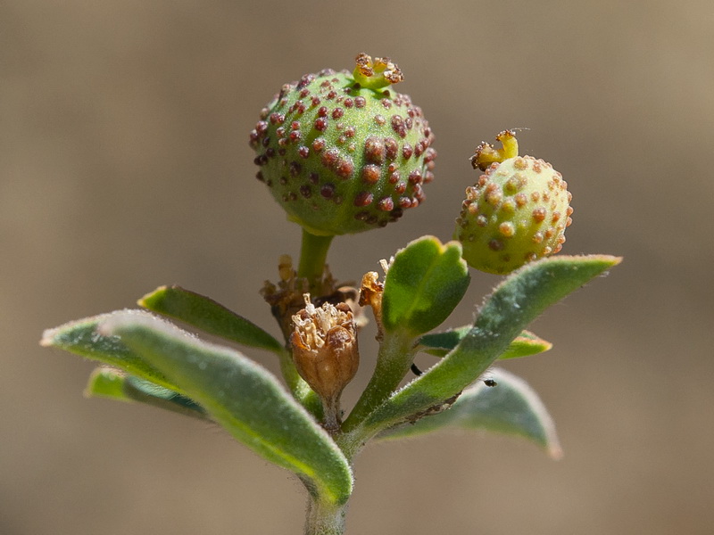 Euphorbia flavicoma bermejense.23