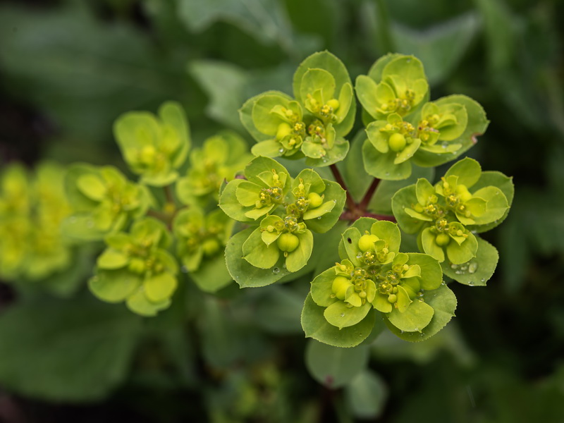 Euphorbia helioscopia helioscopia.01