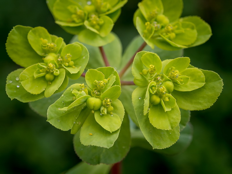 Euphorbia helioscopia helioscopia.04