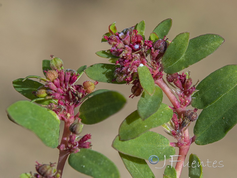 Euphorbia humistrata.10