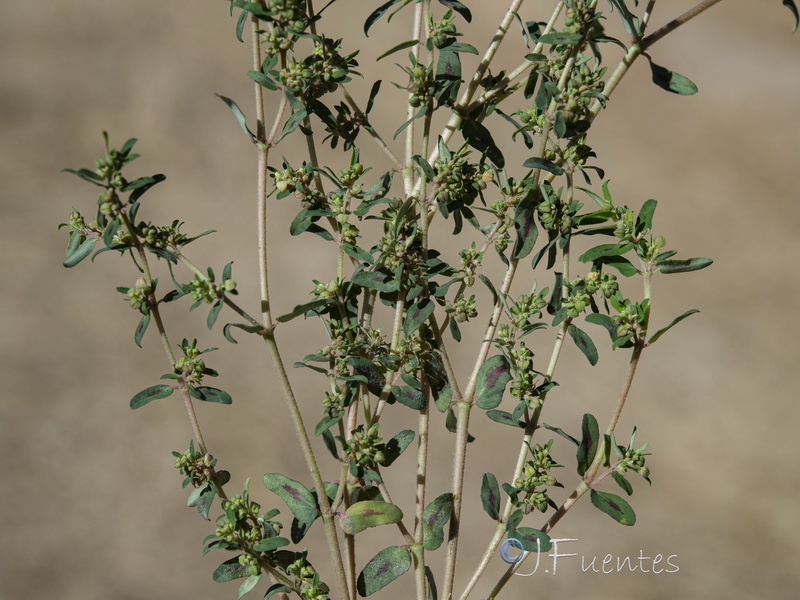 Euphorbia maculata.01
