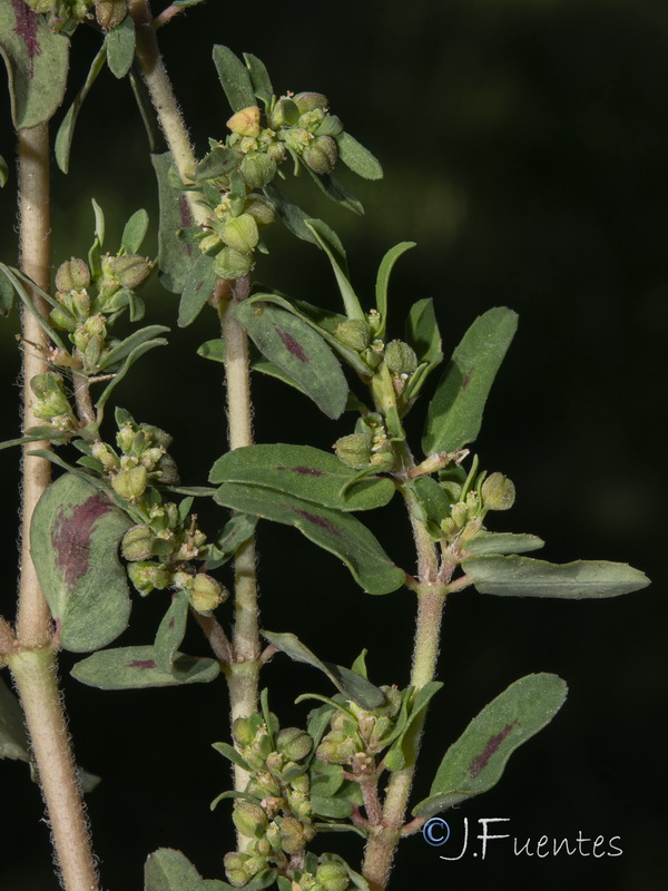 Euphorbia maculata.05