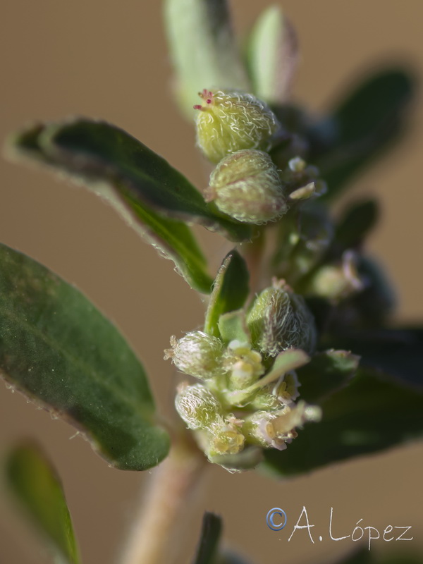 Euphorbia maculata.24