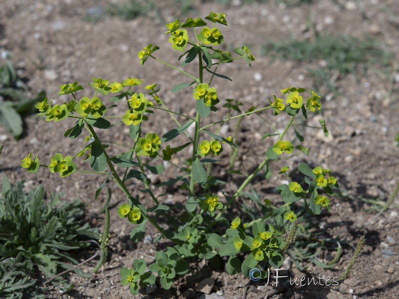 Euphorbia medicaginea.25