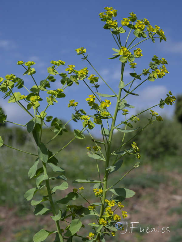 Euphorbia medicaginea.26