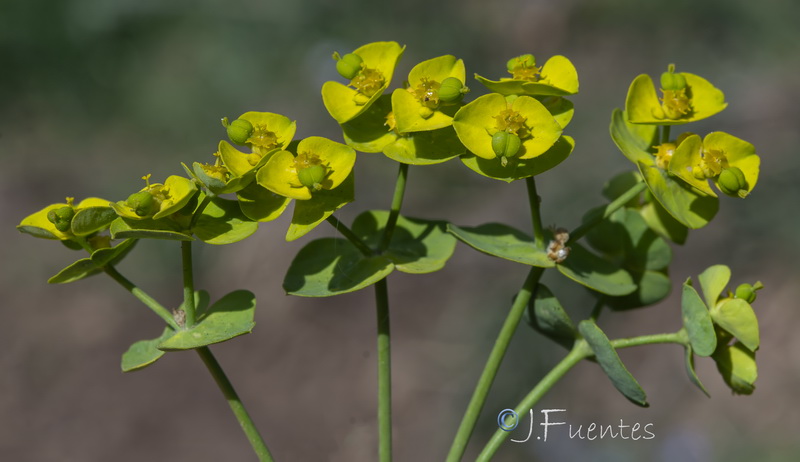 Euphorbia medicaginea.27