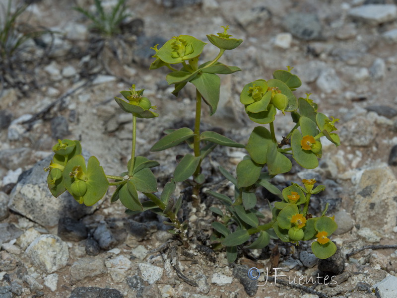 Euphorbia minuta minuta.11