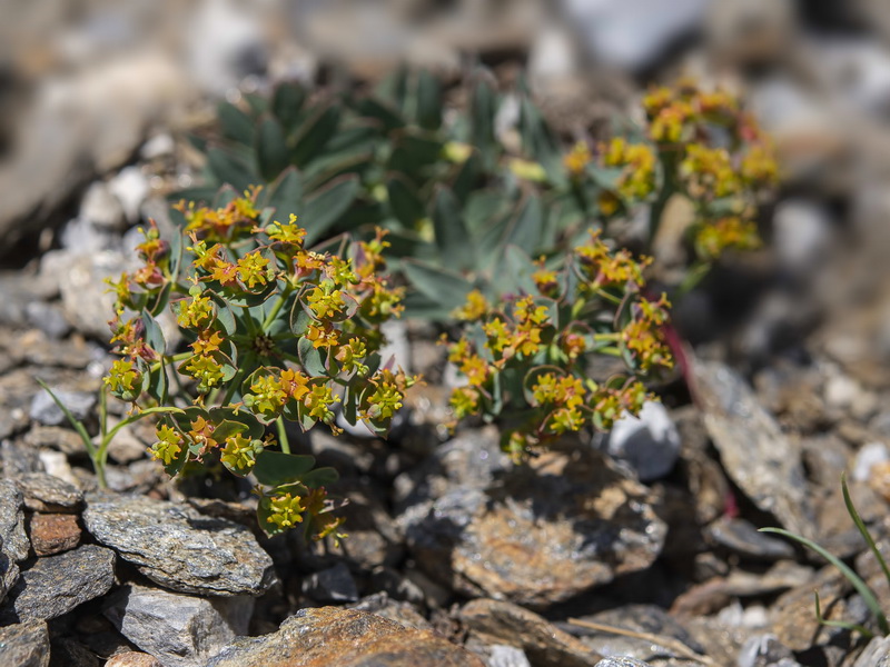 Euphorbia nevadensis.25