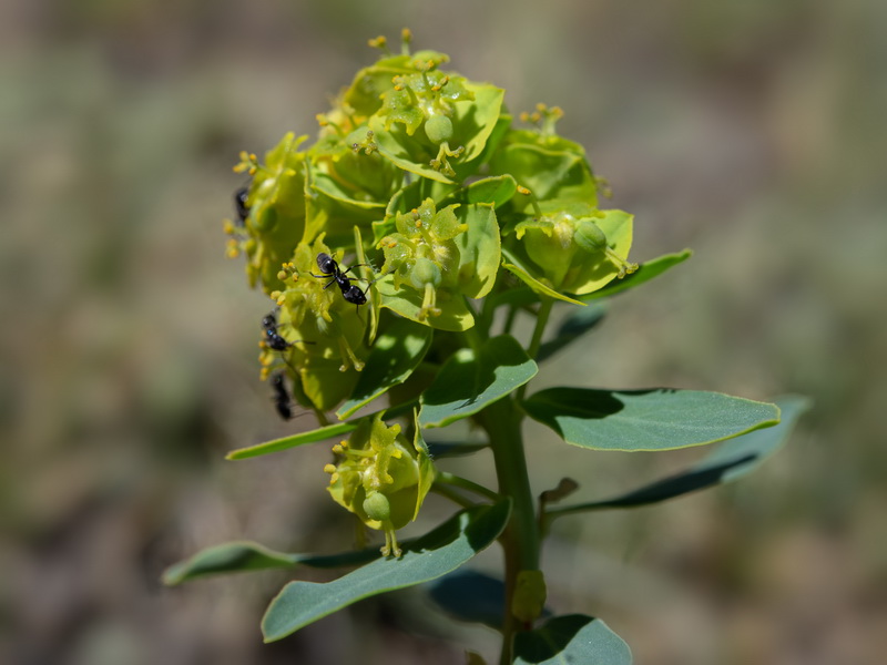 Euphorbia nevadensis.28