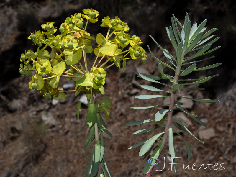 Euphorbia nicaeensis nicaeensis.10