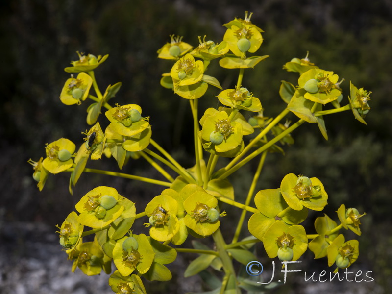 Euphorbia nicaeensis nicaeensis.23