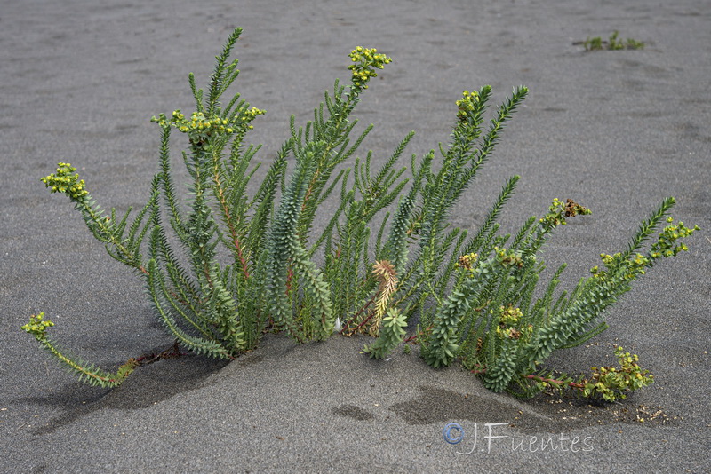 Euphorbia paralias.14